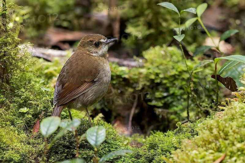 Lesser Ground Robin (Amalocichla incerta) perched on a branch in Papua New Guinea