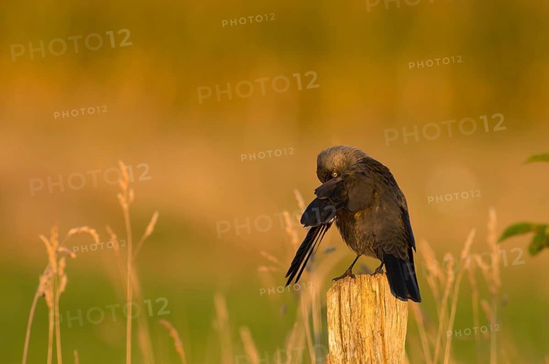 Western Jackdaw (Coloeus monedula), Schleswig-Holstein, Germany