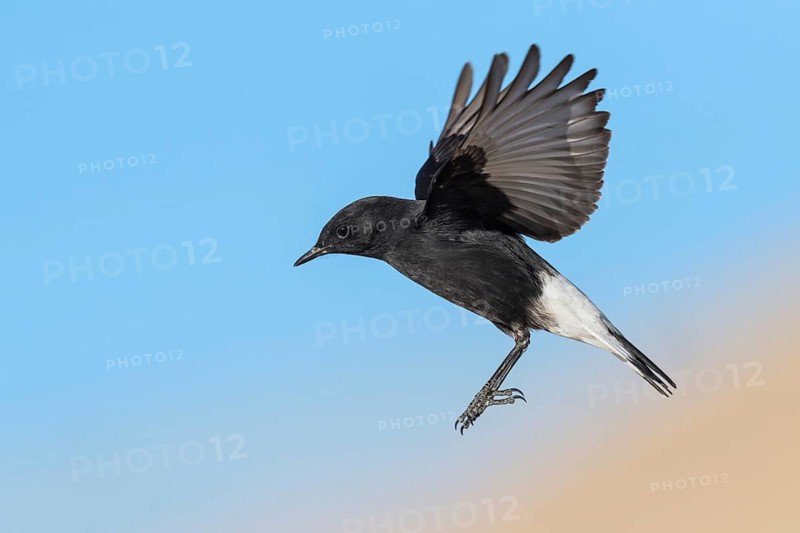 Mourning Wheatear (Oenanthe lugens warriae) flying, Eilat, Israel