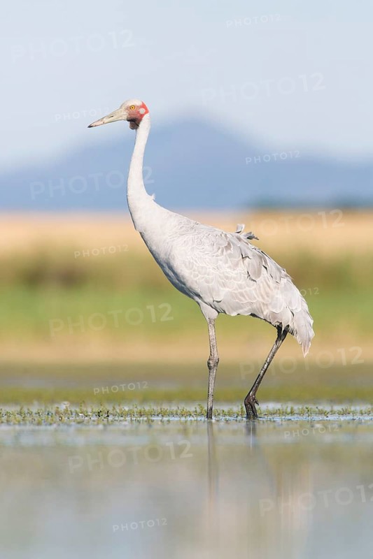 Brolga (Antigone rubicunda), Victoria, Australia
