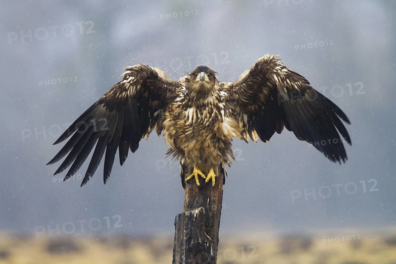 White-tailed Eagle (Haliaeetus albicilla) juvenile, Kutno, Poland