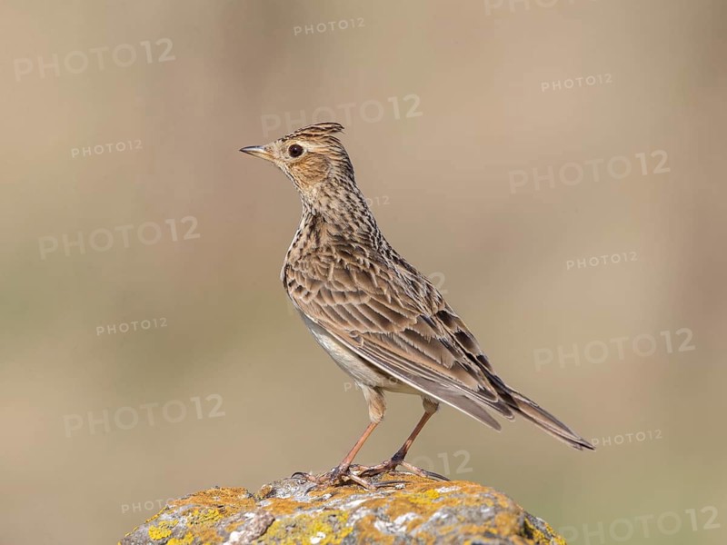 Eurasian Skylark (Alauda arvensis), United Kingdom