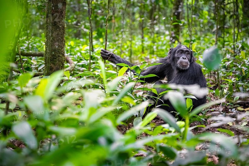Chimpanzee (Pan Troglodytes) among green leaves, adult male among leaves in the jungle, Kibale National Park, Uganda