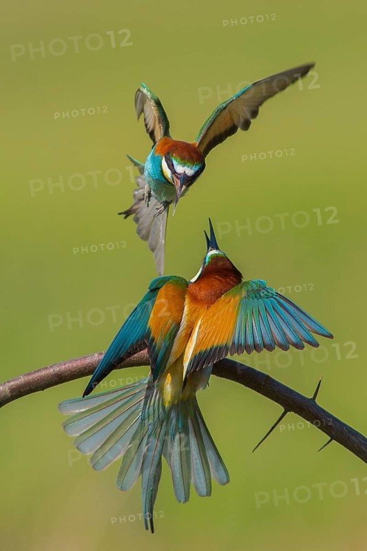 European Bee-eater (Merops apiaster) quarreling, perched on a branch, Subotica, Serbia