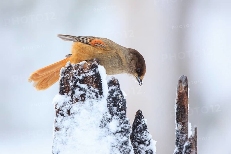 Siberian Jay (Perisoreus infaustus), Finland