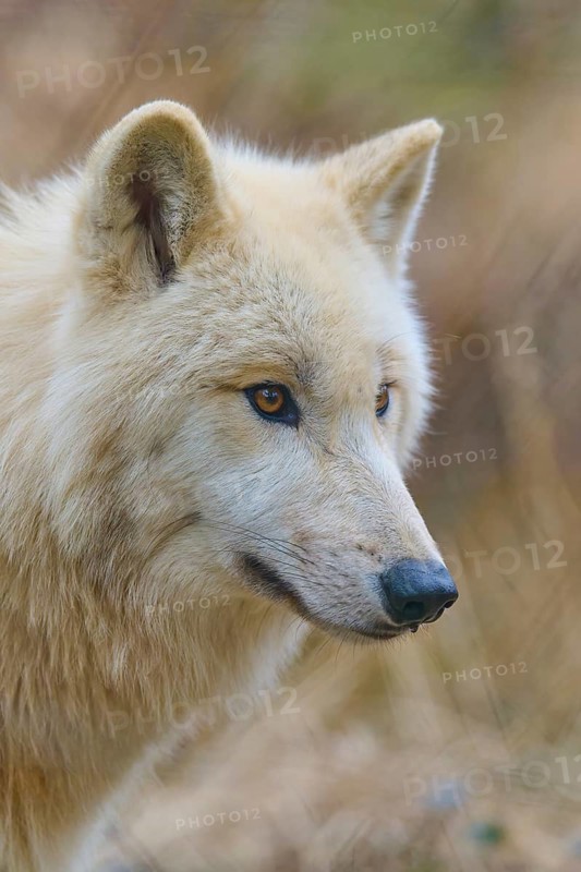 Close-up of a white wolf in autumn, looking to the side, lost in thought, Arctic wolf (Canis lupus arctos), Germany