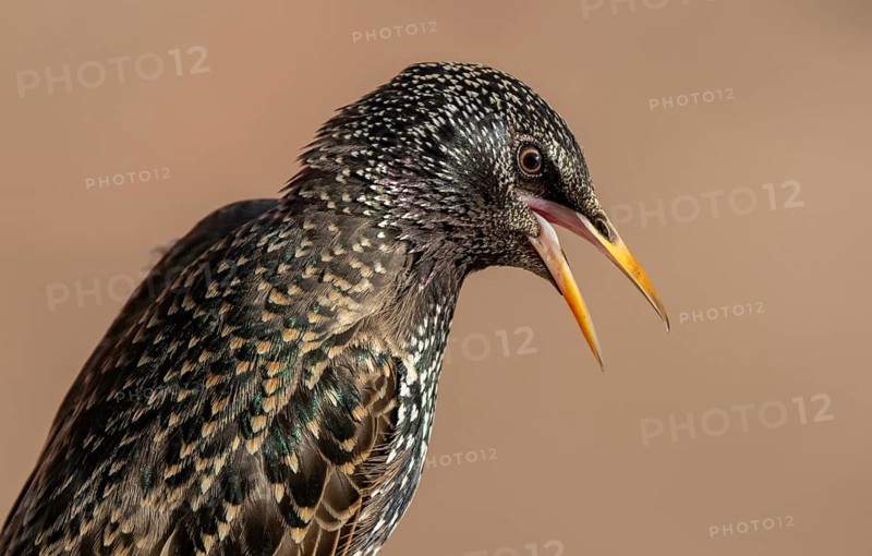 Common Starling (Sturnus vulgaris) singing, Lower Saxony, Germany