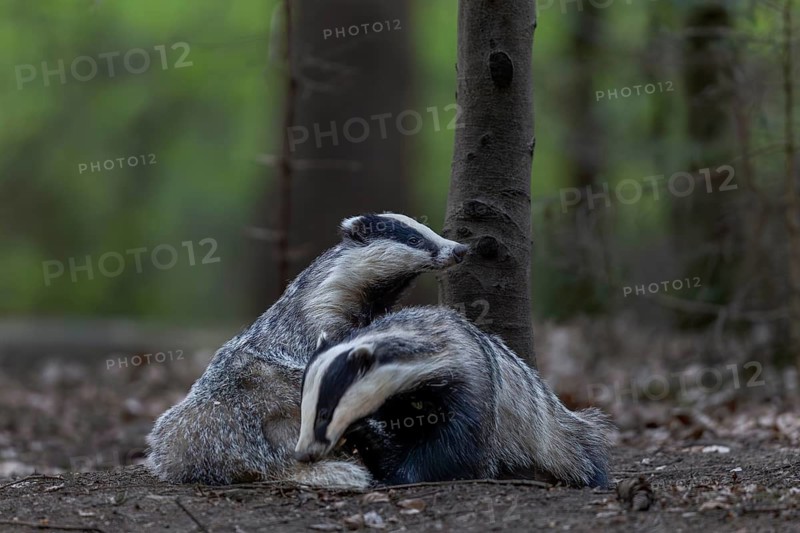 A pair of badgers (Meles meles) grooming each other at the roof castle, fun, joie de vivre, togetherness, nocturnal, Germany