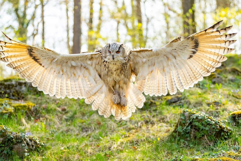 Eurasian eagle-owl (Bubo bubo) landing, captive, Bavaria, Germany