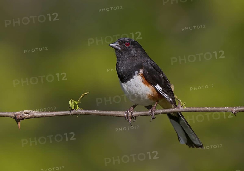 Eastern Towhee, male