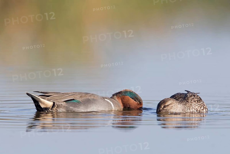Green-winged Teal (Anas carolinensis) pair, Florida, USA