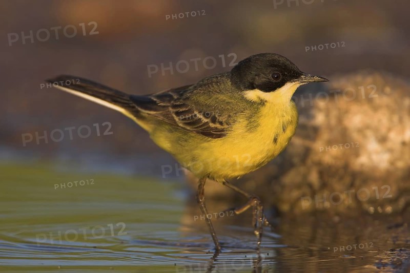 Western Yellow Wagtail (Motacilla flava feldegg), Lesvos, Greece