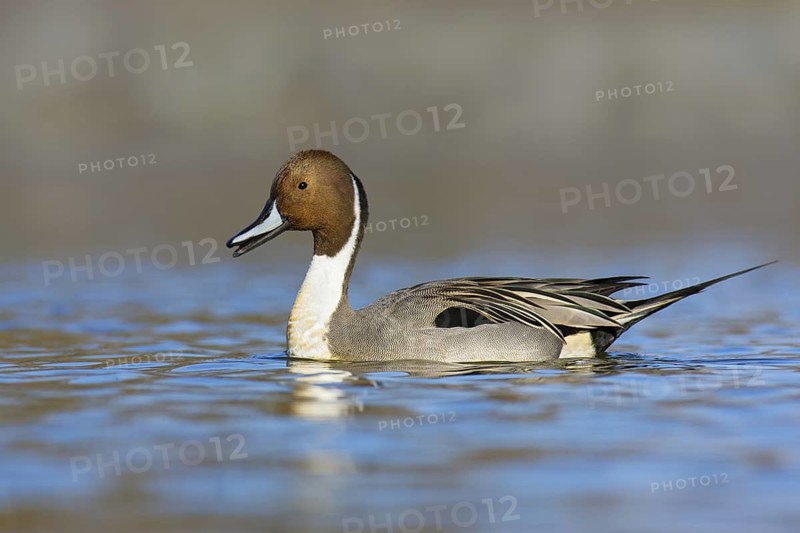 Northern Pintail (Anas acuta) male mating, British Columbia, Canada