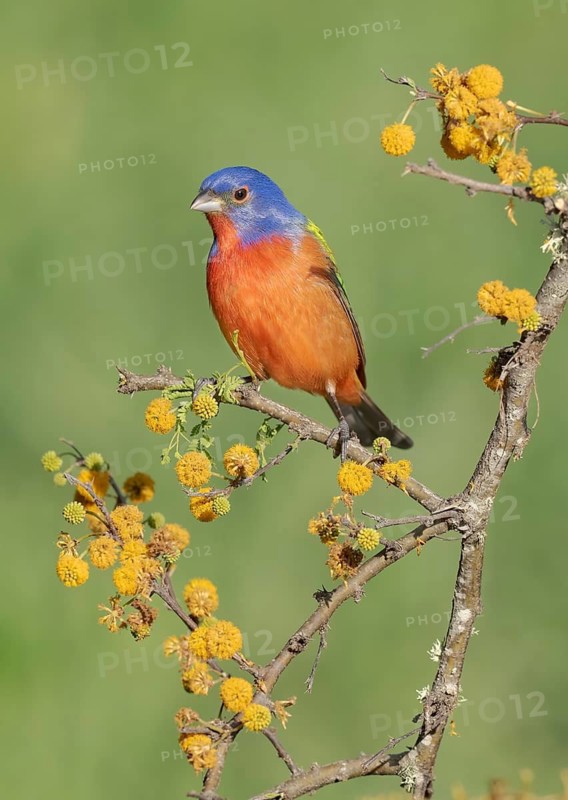 Painted Bunting (Passerina ciris) male perched on a branch, Texas, USA