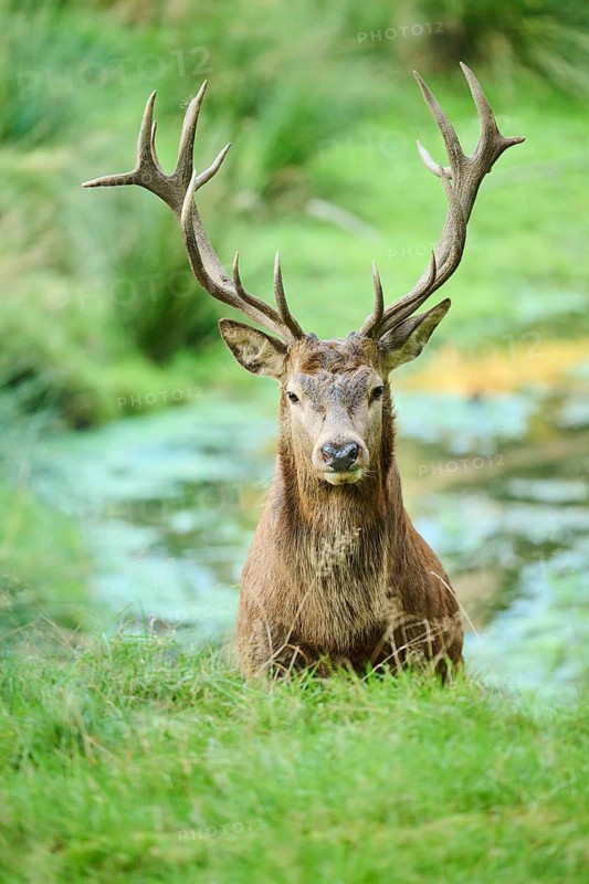 Red deer (Cervus elaphus) stag standing on a meadow, Bavaria, Germany