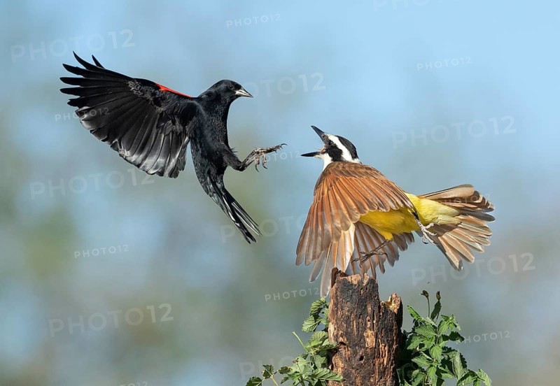 Great Kiskadee (Pitangus sulphuratus) & male Red-shouldered Blackbird (Agelaius assimilis) wrangling, Texas, USA