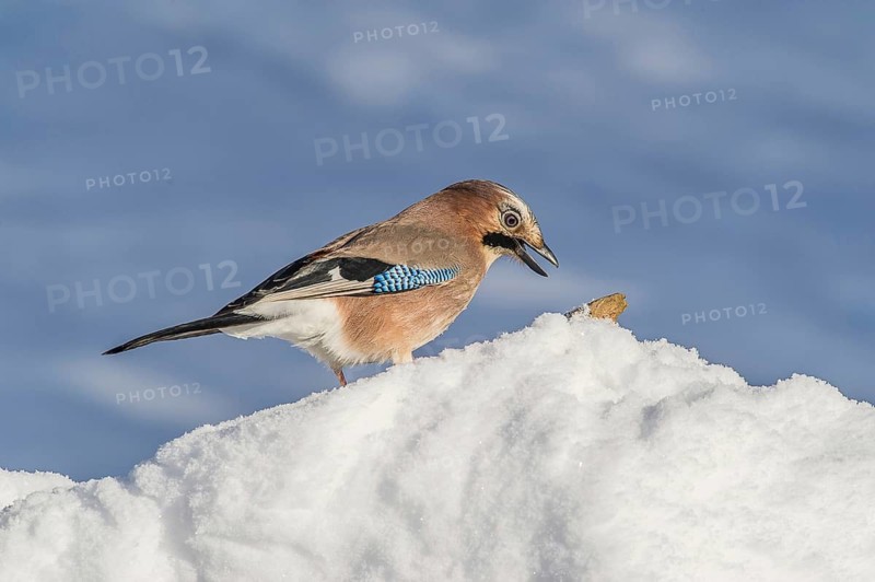 Eurasian Jay (Garrulus glandarius) Jay • Baden-Württemberg, Germany, Baden-Württemberg, Federal Republic of Germany