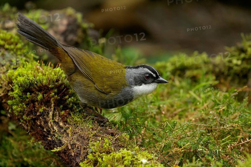 Grey-browed Brush Finch (Arremon assimilis) perched on a branch in the Andes Mountains of Colombia