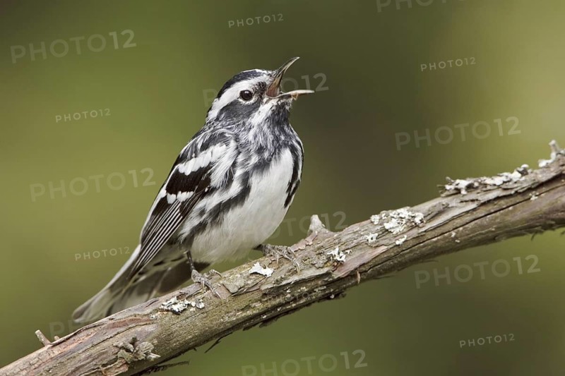 Black-and-white Warbler (Mniotilta varia) singing, Ontario, Canada