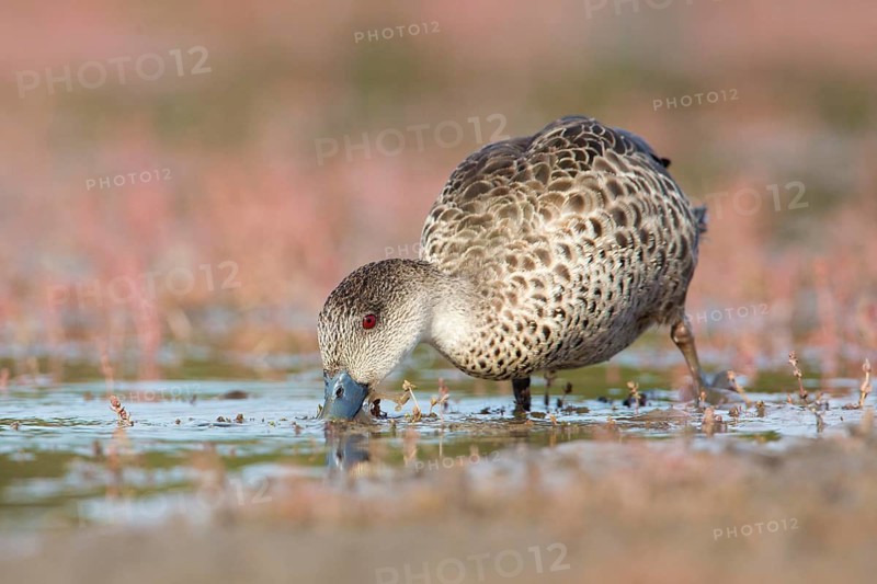 Grey Teal (Anas gracilis) feeding, Victoria, Australia