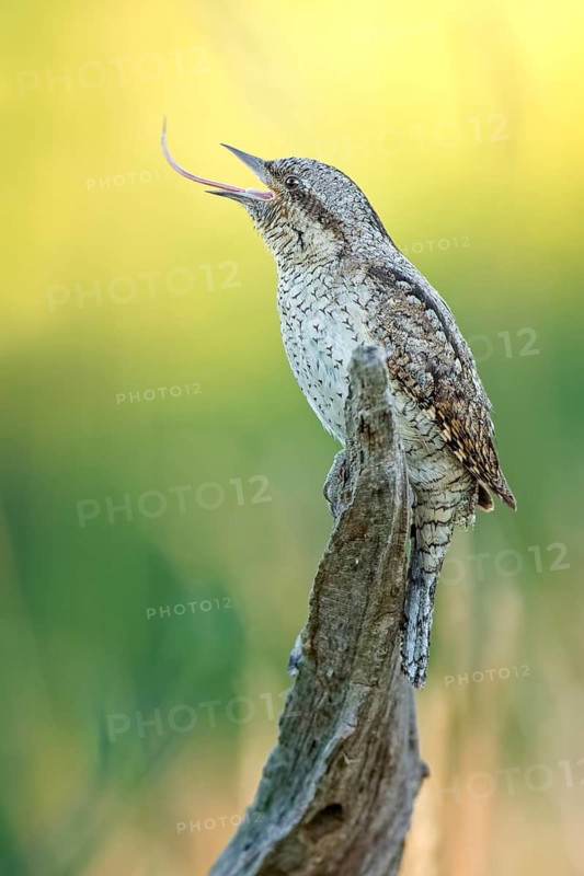 Eurasian Wryneck (Jynx torquilla) with extended tounge, Saxony-Anhalt, Germany