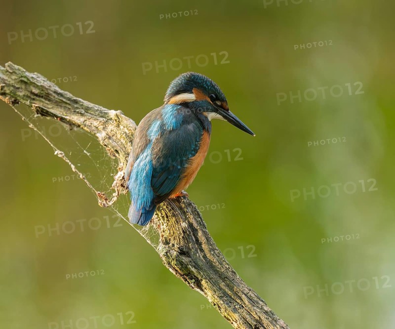 Kingfisher (Alcedo atthis) sitting on an old branch, perch and looking for prey, Lower Saxony, Germany