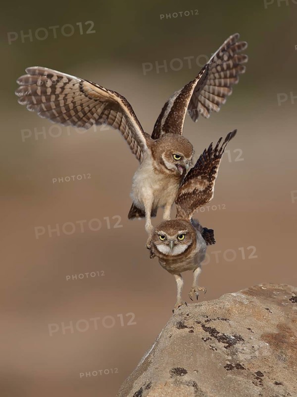 Burrowing Owl (Athene cunicularia) juveniles, California, USA