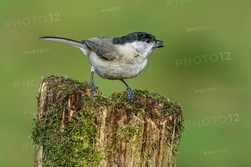Swamp tit (Parus palustris) Marsh Tit • Baden-Württemberg, Germany, Baden-Württemberg, Federal Republic of Germany