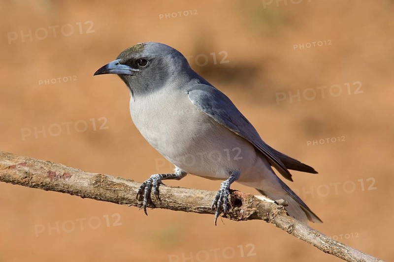 Masked Woodswallow (Artamus personatus), Western Australia, Australia