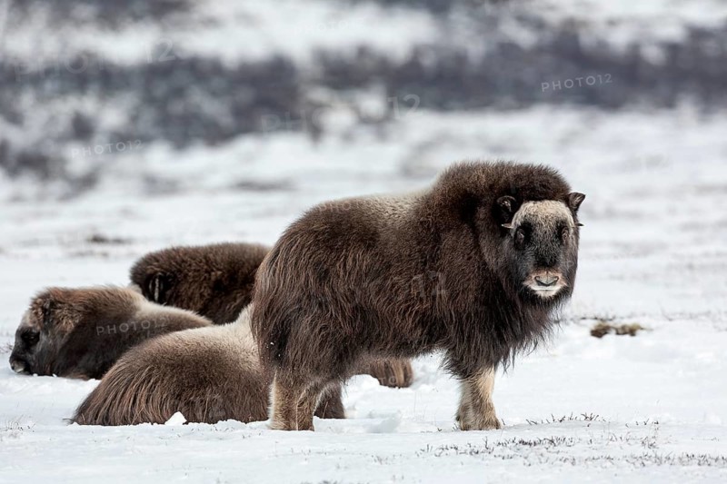 A musk ox calf (Ovibos moschatus) watches the photographer while the other group members rest, baby animals, winter, snow, cold, tundra landscape, October, Norway