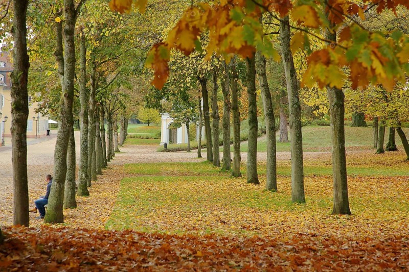 Wilhelmsbad State Park with fall leaves, park, tree, fall leaves, leaf fall, leaves, soil, alley, Hanau, Hesse, Germany
