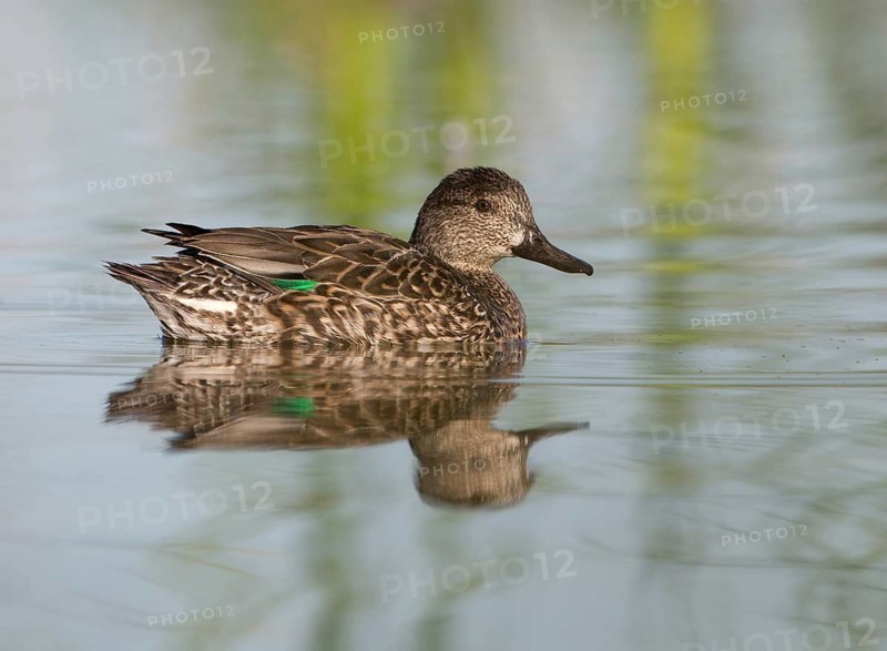 Green-winged Teal (Anas carolinensis) female, Florida, USA