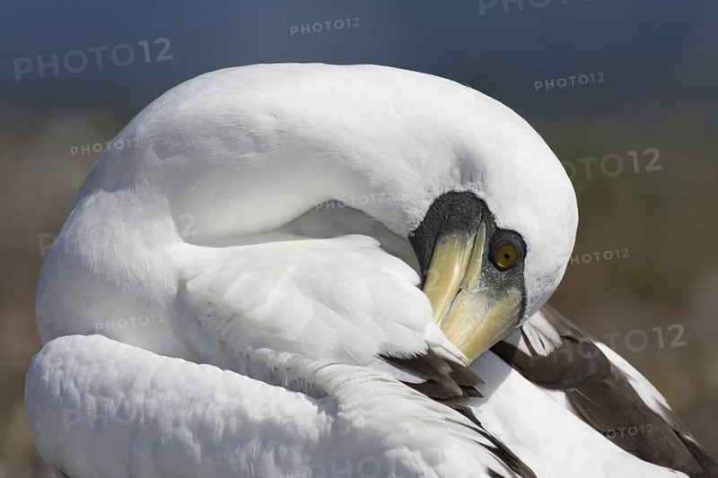 Masked Booby (Sula dactylatra), Bahia, Brazil
