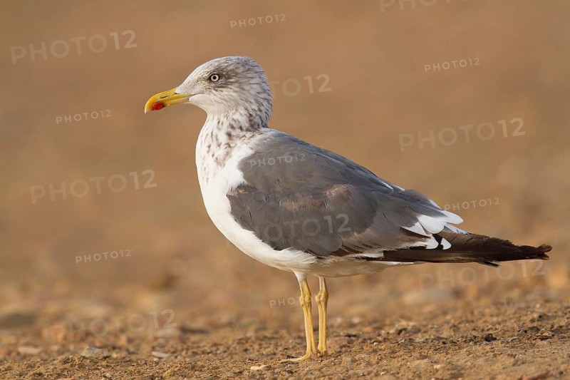 Lesser Black-backed Gull (Larus fuscus), Morocco