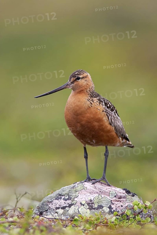 Bar-tailed Godwit (Limosa lapponica) male, Finnmark, Norway