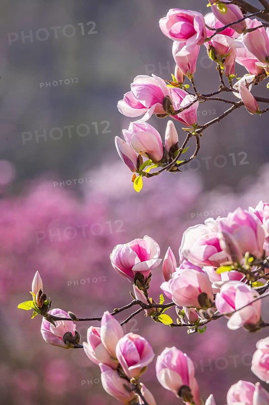 Magnolia blossom in the Moorish Garden at Wilhelma. Magnolias (Magnolia) are in bloom in the Stuttgart Zoological-Botanical Garden. According to Wilhelma, the Moorish Garden is home to the largest magnolia grove north of the Alps. Stuttgart, Baden-Württemberg, Germany