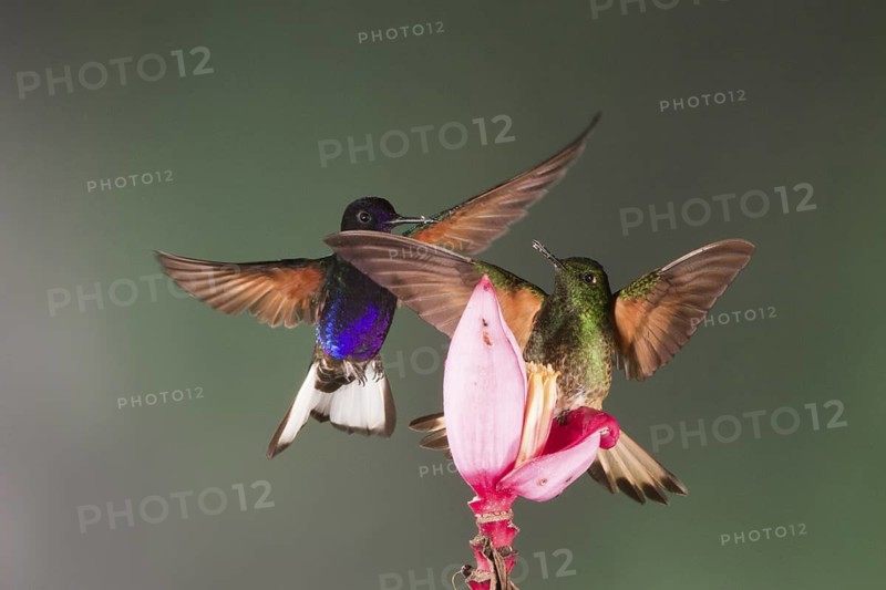 A Velvet-purple Coronet (above) and a Buff-tailed Coronet fight over a prized banana flower