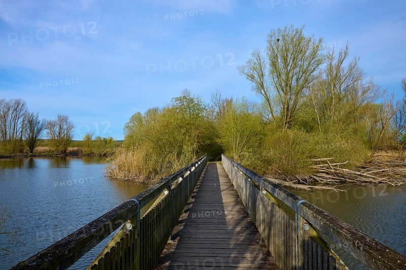 A wooden bridge crosses a quiet lake in a natural landscape, spring, Vogelinsel, Altmühlsee, Muhr am See, Gunzenhausen, Middle Franconia, Bavaria, Germany