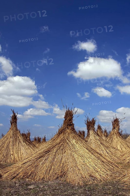 Common Reed (Phragmites communis) harvested bundles drying at Neusiedler Lake, Austria
