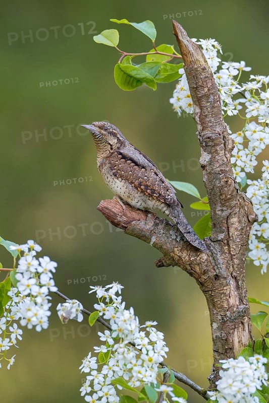 Eurasian wryneck (Jynx torquilia), Limbach, Burgenland, Austria