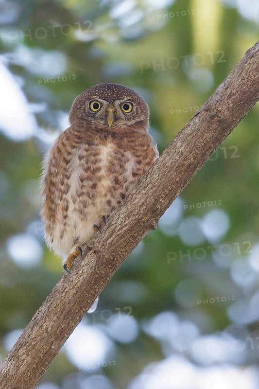 Cuban Pygmy Owl (Glaucidium siju) perched on a branch in Cuba