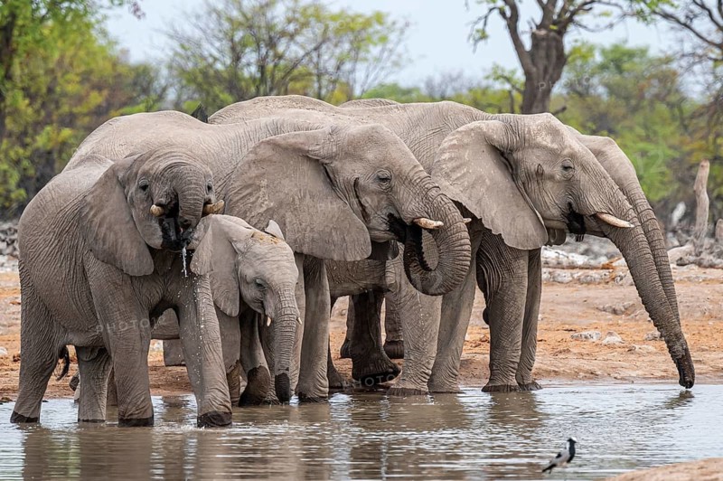 Herd of animals, animal family with young, African elephant (Loxodonta africana) drinking at a waterhole, Etosha National Park, Namibia