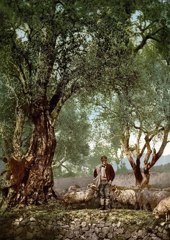 Shepherd with herd in an olive grove, Menton on the Riviera, France, c. 1895, Historic, digitally restored reproduction from a 19th century original, Record date not stated