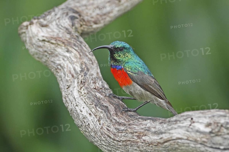 Greater Double-collared Sunbird (Cinnyris afer) male, Western Cape, South Africa