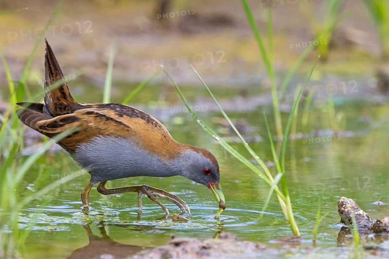 Little Crake, Little Crake, Small Crake, (Porzana parva), biotope, habitat, foraging, family of rails, waterfowl, waterbirds Lesvos, Greece