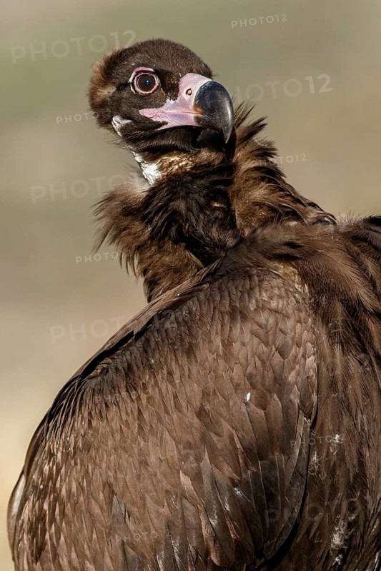 Cinereous Vulture (Aegypius monachus) preening the feathers, Castile and Leon, Spain