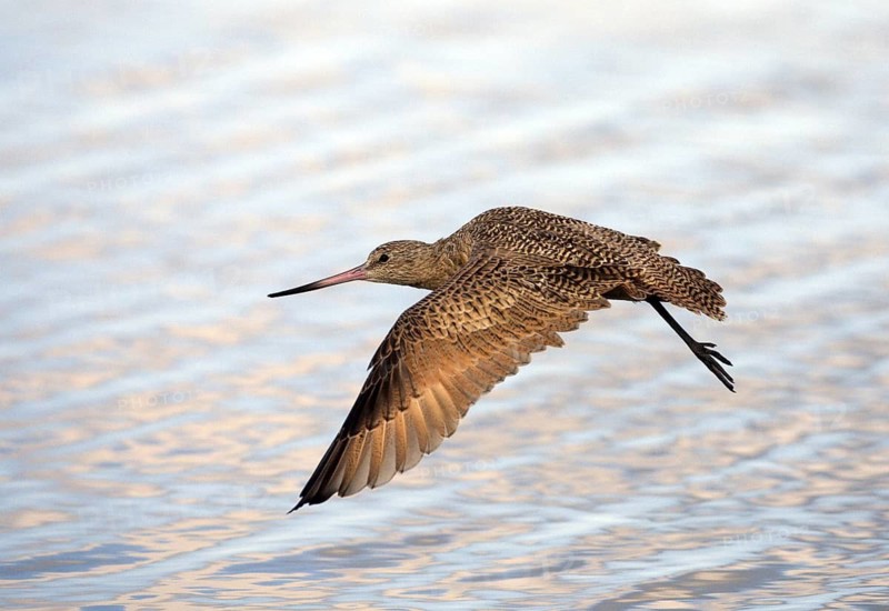 Marbled Godwit (Limosa fedoa) flying, Washington, USA