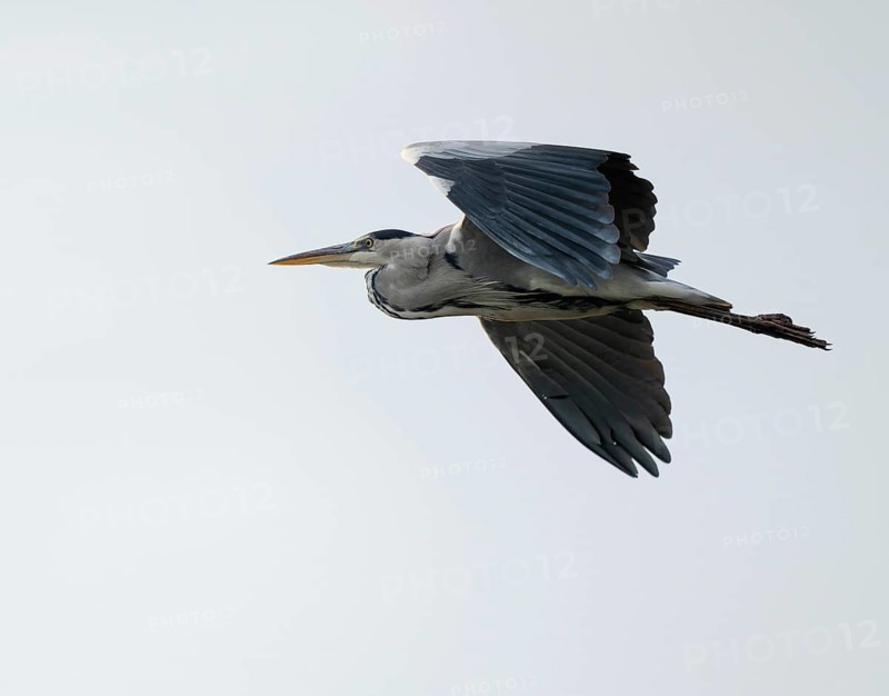Grey heron (Ardea cinerea) in flight, Lower Saxony, Germany