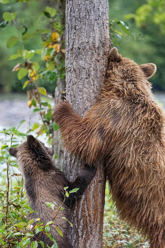 Grizzly Bear (Ursus arctos horribilis) mother with cub, British Columbia, Canada