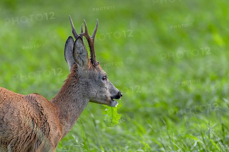 Roebuck (Capreolus capreolus) enjoying a dandelion leaf, it is mid-August, the rut is over and the males are busy feeding, close-up, portrait, leaf time, mating season, August, Germany